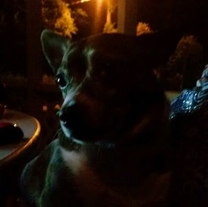 Meet your Posher, Leonardo